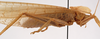 CollectionObject 1534694; bb8dace2-081d-4f4c-aa83-6a0322f0f9b1: male, lateral view (syntype). (CollectionObject).