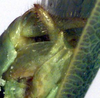 CollectionObject 1504149; 38e7d836-5b75-44f7-a9dd-a1de3227656b: male cerci (holotype). (CollectionObject).
