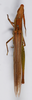 CollectionObject 1594393; 4d9bc27f-2f29-44ea-bd66-a18161bc8c06: female, dorsal view (syntype?). (CollectionObject).