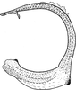 Aedeagus, lateral view on Athysanus quadrum Boheman, 1845: Aedeagus, lateral view. (Observation).
