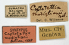 CollectionObject 1577318; e556b37a-de17-4e80-8950-35502d204f8f: labels (syntype). (CollectionObject).