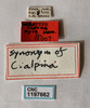 Other on Cuerna xyla Hamilton, 1970 now Cuerna alpina Oman & Beamer, 1944: (Observation).