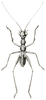 Leptoderes ornatipennis Serville, 1838: Pl. 28, Fig. 7. Condylodera tricondyloides nymph (body length 19 mm [9 lines], tiger beetle mimic). (Otu).