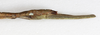 CollectionObject 1559026; NMW 779, 7e1847a0-cd7c-432d-9d71-6405e0886c23: copyright NMW, Vienna. female: end of abdomen, lateral view (syntype). (CollectionObject).