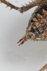 CollectionObject 1505709; f064a080-3cbe-4761-aa68-dd00f2c52683: female, dorsal view (syntype). (CollectionObject).