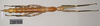 CollectionObject 1558955; NHMUK(SF IMPORT DUPLICATE) 845032-845033, 4e8d0c27-a64b-4074-a309-7ee10b0cb76a: copyright Natural History Museum, London. female (syntype). (CollectionObject).