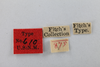 Other: !! display not done !! on Archasia auriculata (Fitch, 1851): (Observation).