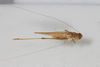 CollectionObject 1505663; b913872e-aee1-4fd2-9bf5-72d29d2ae84e: male, dorsal view (syntype). (CollectionObject).