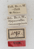 CollectionObject 1532240; NMW 4097, ba366356-2ada-4d9c-8576-41b04694daf4: labels (syntype). (CollectionObject).