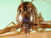 CollectionObject 1500217; 6c55a45a-7869-41f1-bc12-e8d7232b2bad: male, frontal view (syntype). (CollectionObject).