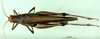 CollectionObject 1502246; 4a79cc94-9e8f-4e61-836a-a8003b5c4e7b: female, dorsal view (syntype). (CollectionObject).