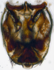 Subgenital plate: !! display not done !! on Cosmotettix Ribaut, 1942: n. sp.: (Observation).