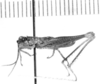CollectionObject 1524466; 57c5c9b3-281c-4a00-81ea-b84fa433604d: male, lateral view (holotype). (CollectionObject).