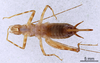 CollectionObject 1967352; 70c52027-8097-4d33-b599-5bc0d00a4f78: Female, ventral view (paratype). (CollectionObject).
