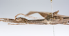 CollectionObject 1590099; cd5011c7-c150-41a1-ad32-c46024bcdc36: copyright MNHN, Paris. female: head & thorax, lateral view (paratype). (CollectionObject).;CollectionObject 1590100; 28cbec81-6faf-49c1-87d1-8ad7dfa3bb2e: copyright MNHN, Paris. female: head & thorax, lateral view (paratype). (CollectionObject).