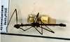 CollectionObject 1557794; dd29b0e9-93bc-4739-86da-722f894ad56f: copyright RBINS Brussels. male (syntype). (CollectionObject).