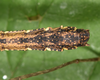 Neooxyartes zomproi Ho, 2018: copyright Paul D. Brock. male: end of abdomen, dorsal view; culture stock ex. Vietnam: Phong Dien NP. (Otu).