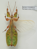 CollectionObject 1600493; ab76dd69-e627-4e2d-beac-137325cdaa4b: copyright/collection Royce Cumming. male, dorsal view (paratype). (CollectionObject).