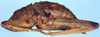 CollectionObject 1567597; cee43aac-cce6-40dd-b72f-bbb115ae7ccd: male, lateral view. (CollectionObject).