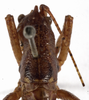 CollectionObject 1529604; 8e7a18f8-de4b-430b-9ae8-31db43098ddd: male stridulatory area (syntype of Anthracites kilimandjaricus). (CollectionObject).