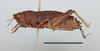 CollectionObject 1597833; c0228580-2fb5-4feb-89c8-93987b3566a1: female, lateral view. (CollectionObject).