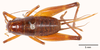 CollectionObject 1585749; 6aff6410-10e0-48a1-ba77-aeca8c9e0f74: female, dorsal view (allotype). (CollectionObject).