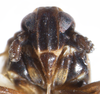 Head on Delphacodes audrasi Ribaut, 1954 now Delphacodes mulsanti (Fieber, 1866): (Observation).