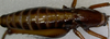 CollectionObject 1525543; 281b095f-dbad-4188-bda8-e89cf0056109: male, dorsal view. (CollectionObject).
