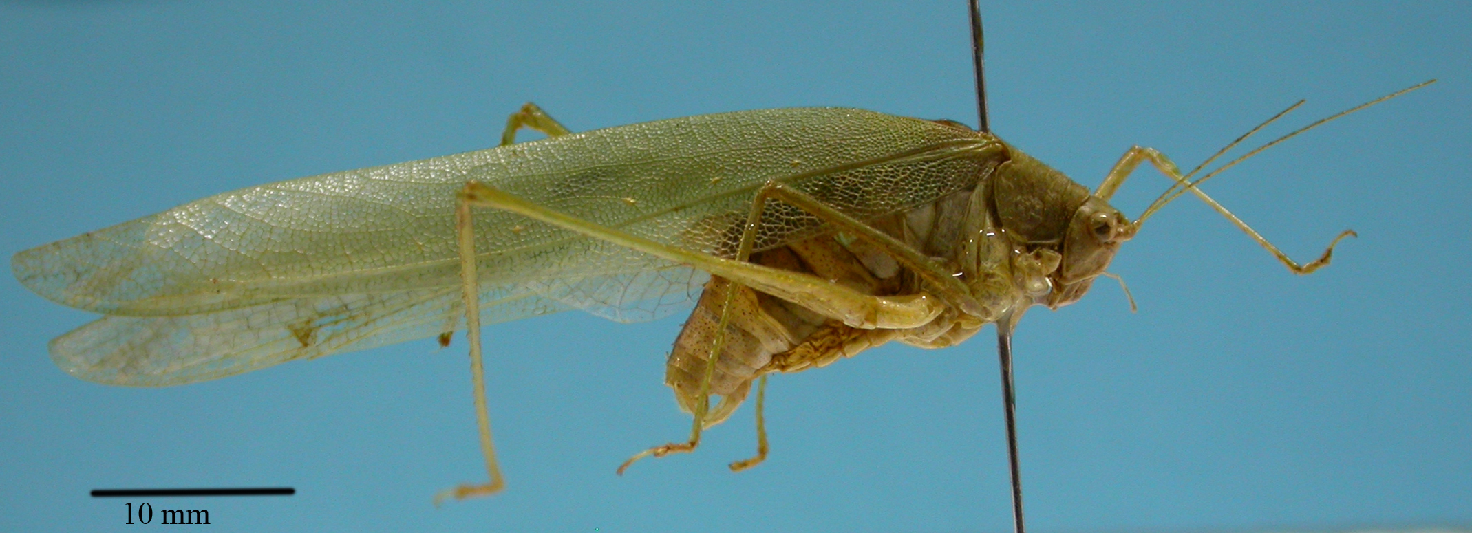 Orthoptera Species File - Anaulacomera (Anaulacomera) borgmeieri (Piza ...