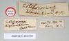 CollectionObject 1558165; NHMUK(SF IMPORT DUPLICATE) 845099, 7de3e0c2-3551-4aae-8995-4b04144fa183: copyright Natural History Museum, London. female, data labels (holotype). (CollectionObject).
