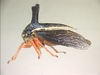 Nessorhinini Deitz, 1975: _Callicentrus ignipes_. (Otu).