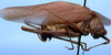 CollectionObject 1522462; 1380b0ea-7a29-400d-90df-75af78fcaa48, ANSP5325: male, lateral view (holotype). (CollectionObject).