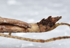 CollectionObject 1576170; 746b1386-1387-4bd0-ba4d-cb5ad0d0b416: copyright ZRC, Singapore. female: end of abdomen, lateral view (holotype). (CollectionObject).