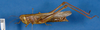 CollectionObject 1577881; cf2f0743-b0ec-45aa-80e4-748425855905: female, lateral view. (CollectionObject).