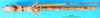 CollectionObject 1580308; 4d7d51a4-6de1-42f0-ac07-09c8f48c2d1c: female, ventral view (paralectotype). (CollectionObject).