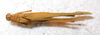 CollectionObject 1564887; c977f5de-ad7a-499b-9a7c-83c78d4efb4d: female, dorsal view (paratype). (CollectionObject).