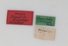 CollectionObject 2376971; 40ae0fbc-a9a1-412d-9ba3-14d71215e6f1: Female, labels (syntype). (CollectionObject).