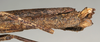 CollectionObject 1560105; NMW 985, 548c566d-9a9b-4a49-a0fb-bc489da6b5fb: copyright NMW, Vienna. female: end of abdomen, lateral view (lectotype). (CollectionObject).