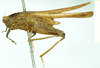 CollectionObject 1585758; 802c3c89-41b1-4418-a398-c590ac3009d7: female, lateral view (syntype). (CollectionObject).