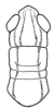Aleuas lineatus Stål, 1878: Fig. 21. male, head and pronotum, dorsal view. (Otu).