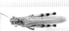 CollectionObject 1521483; 5913f6c2-3ba4-4c22-a725-051c7cefac17: Image, C.S. Carbonell. male, dorsal view (syntype Diponthus communis). (CollectionObject).