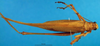 CollectionObject 1500612; fcc4c47c-8a00-4079-8fdf-0711d5a2edd6: female, dorsal view (holotype). (CollectionObject).