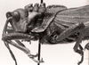 CollectionObject 1523898; 19306023-07f8-4691-8b07-d7c447e6b8df: male, head and pronotum, lateral view (holotype). (CollectionObject).