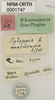 CollectionObject 1530630; 71275256-5846-4358-ba10-f15b51ff9583: labels (paralectotype of Tylopsis meruensis). (CollectionObject).