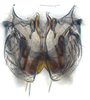 Subgenital plate: (Observation).