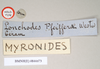 CollectionObject 1559962; NHMUK(SF IMPORT DUPLICATE) 844673, b14b42e5-343f-4133-9ebb-253ec43d2cc6: copyright Natural History Museum, London. female, data labels of Lonchodes pfeifferae (holotype). (CollectionObject).