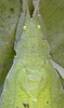 Fig. 10 B. male head and pronotum, dorsal view. Depicts Tomias (Semiophygas) gerriesmithae Naskrecki, 2008, an Otu.