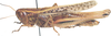 Jucundacris pictipes (Walker, 1870): lateral view. (Otu).