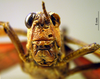 CollectionObject 1521400; bf6477e4-251d-4c38-a156-40ab9a9f860b: male frons (holotype of Tropidacris latreillei). (CollectionObject).