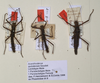 CollectionObject 1558158; 1434382a-3c96-4a2e-b641-5a91a6d9f1d5: copyright OUMNH. male (lectotype), male and female (paralectotypes). (CollectionObject).;CollectionObject 1558159; 9a8fbe54-2048-4288-9a1c-3f6fed7b3237: copyright OUMNH. male (lectotype), male and female (paralectotypes). (CollectionObject).